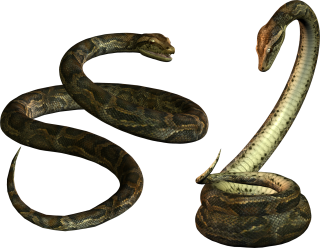Two Snake PNG PNG images