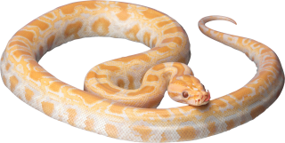 White Snake PNG PNG images