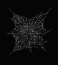 Transparent Png Spider Web Background PNG images