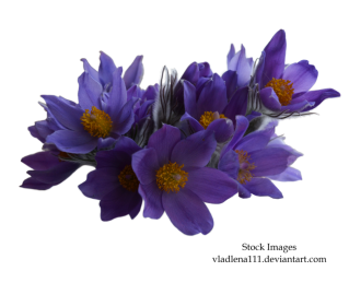 Amazing Spring Flowers Image PNG images