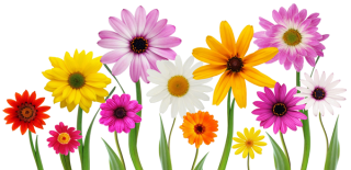 Colorful, Summer, Spring Flowers Png PNG images