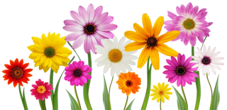 spring flower clipart png