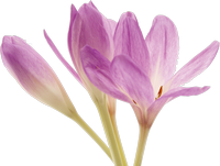 Flowers Spring Bouquets Tulips Image Hd Png PNG images