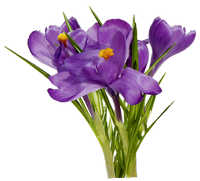 Purple Spring Flowers Png PNG images