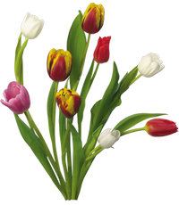 Spring Bouquets Tulips Free Png PNG images