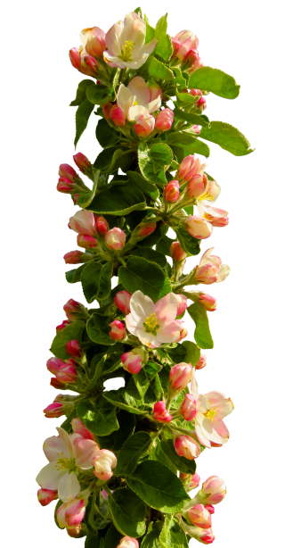 Flower Wrapping PNG Transparent Images Free Download