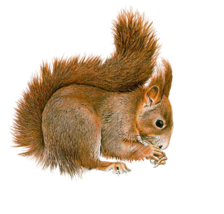 Best Free Squirrel Png Image PNG images