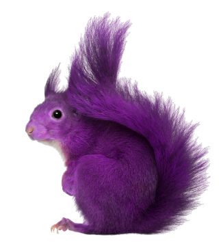 Squirrel Transparent PNG PNG images