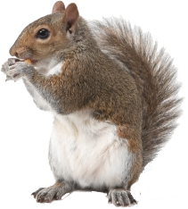 Use These Squirrel Vector Clipart PNG images