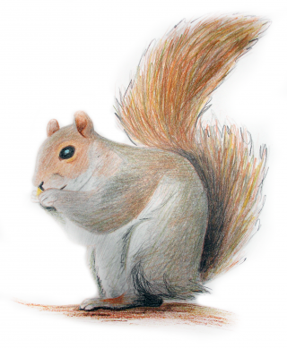 PNG Transparent Squirrel PNG images