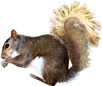 Free Download Squirrel Png Images PNG images
