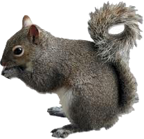 Squirrel Background PNG images