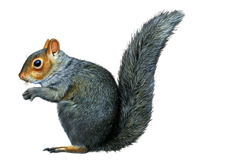 Download For Free Squirrel Png In High Resolution PNG images