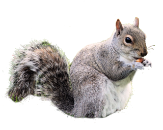 Free Download Squirrel Png Images PNG images