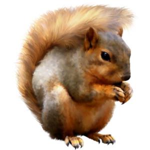 Browse And Download Squirrel Png Pictures PNG images