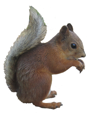 Pic PNG Squirrel PNG images