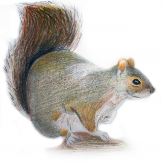 Squirrel PNG HD PNG images