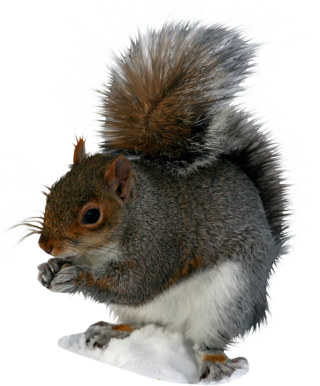 Squirrel File PNG PNG images