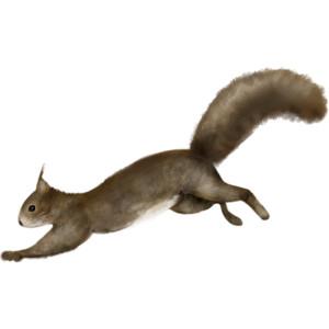 Png Squirrel Background Transparent PNG images