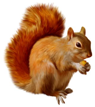 Download Free High-quality Squirrel Png Transparent Images PNG images