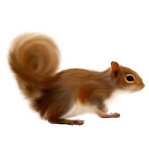 Free Download Squirrel Png Images PNG images