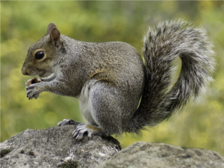High-quality Squirrel Cliparts For Free! PNG images