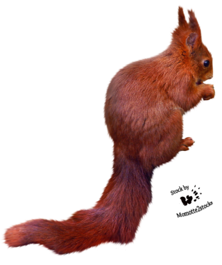 Squirrel Png Free Images Download PNG images