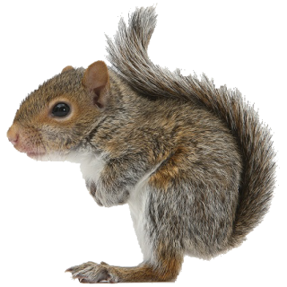 Squirrel Png Available In Different Size PNG images