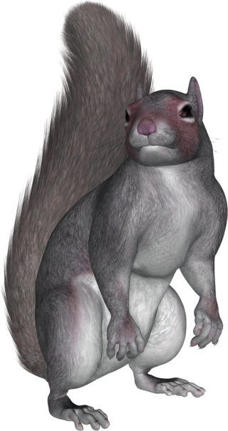 Download For Free Squirrel Png In High Resolution PNG images