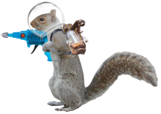 PNG Transparent Squirrel PNG images