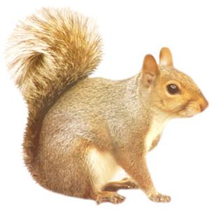 Squirrel Picture Download PNG images