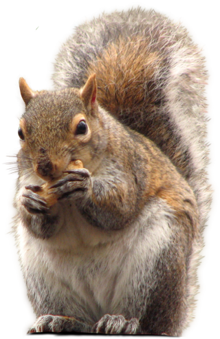 PNG Picture Squirrel PNG images