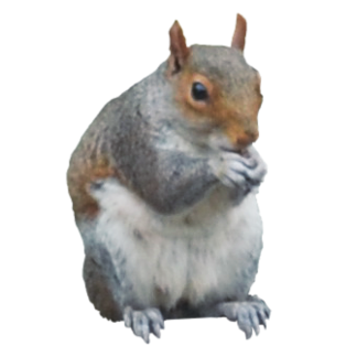 Collections Best Png Image Squirrel PNG images
