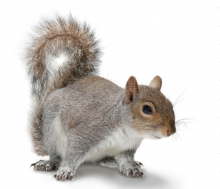 Transparent Squirrel Image PNG PNG images