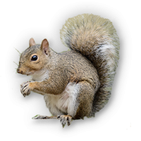HD PNG Squirrel PNG images