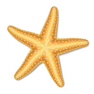 Hd Starfish Image In Our System PNG images