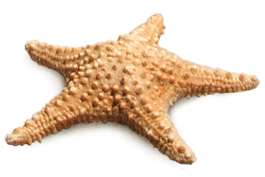 PNG Starfish Transparent Image PNG images