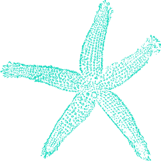 Download For Free Starfish Png In High Resolution PNG images