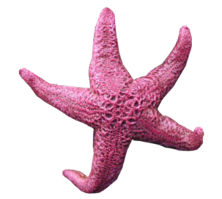 Background Transparent Starfish PNG images
