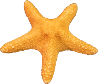 Free Download Starfish Png Images PNG images