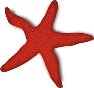 Free Download Png Starfish Images PNG images
