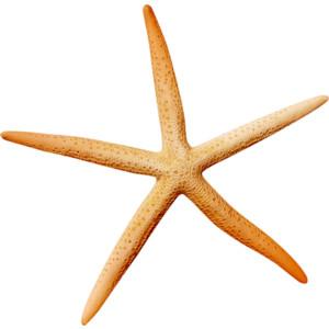 Picture PNG Starfish PNG images