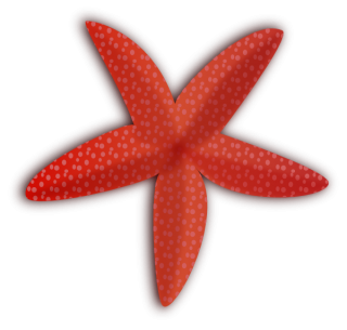 Hd Starfish Image In Our System PNG images