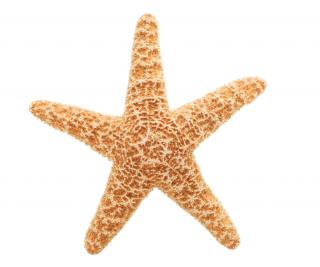 High-quality Starfish Cliparts For Free! PNG images