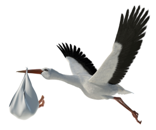 Transparent Image PNG Storch PNG images