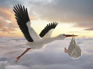PNG HD Storch PNG images