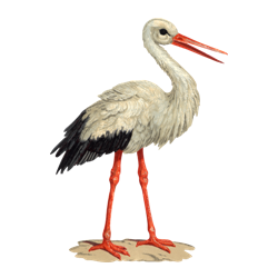 Storch Clip Art PNG images