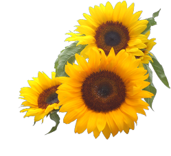 Corner Sunflower Png PNG images