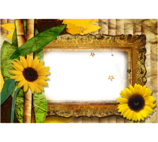 Sunflower Transparent PNG PNG images