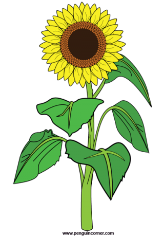 Sunflower Clipart Png PNG images
